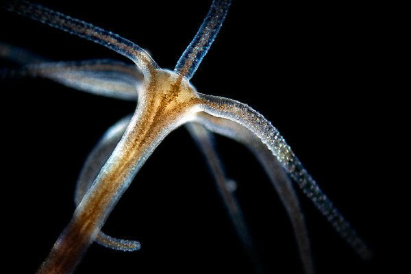 Как найти kraken